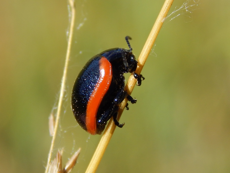 Chrysolina rossia